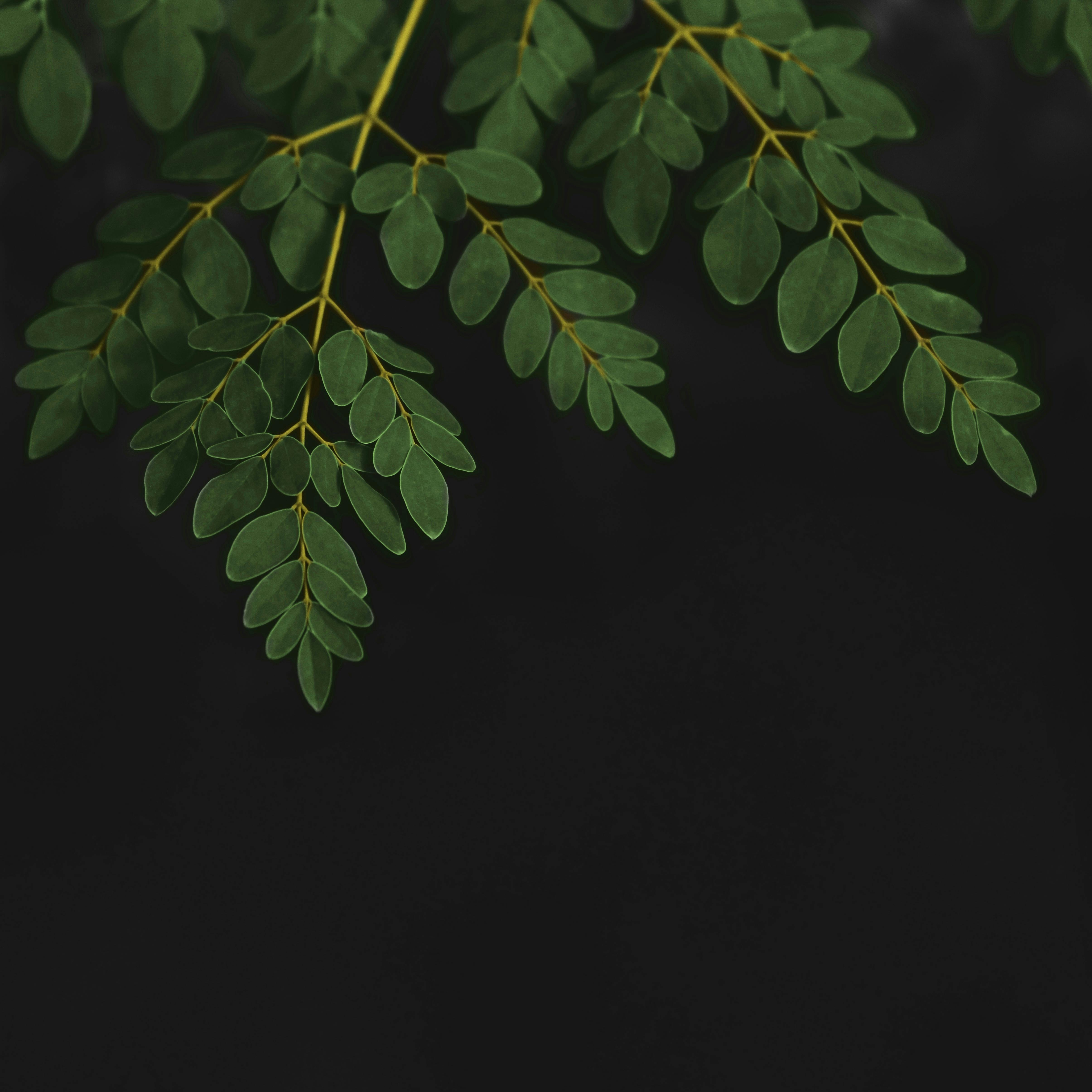 Moringa