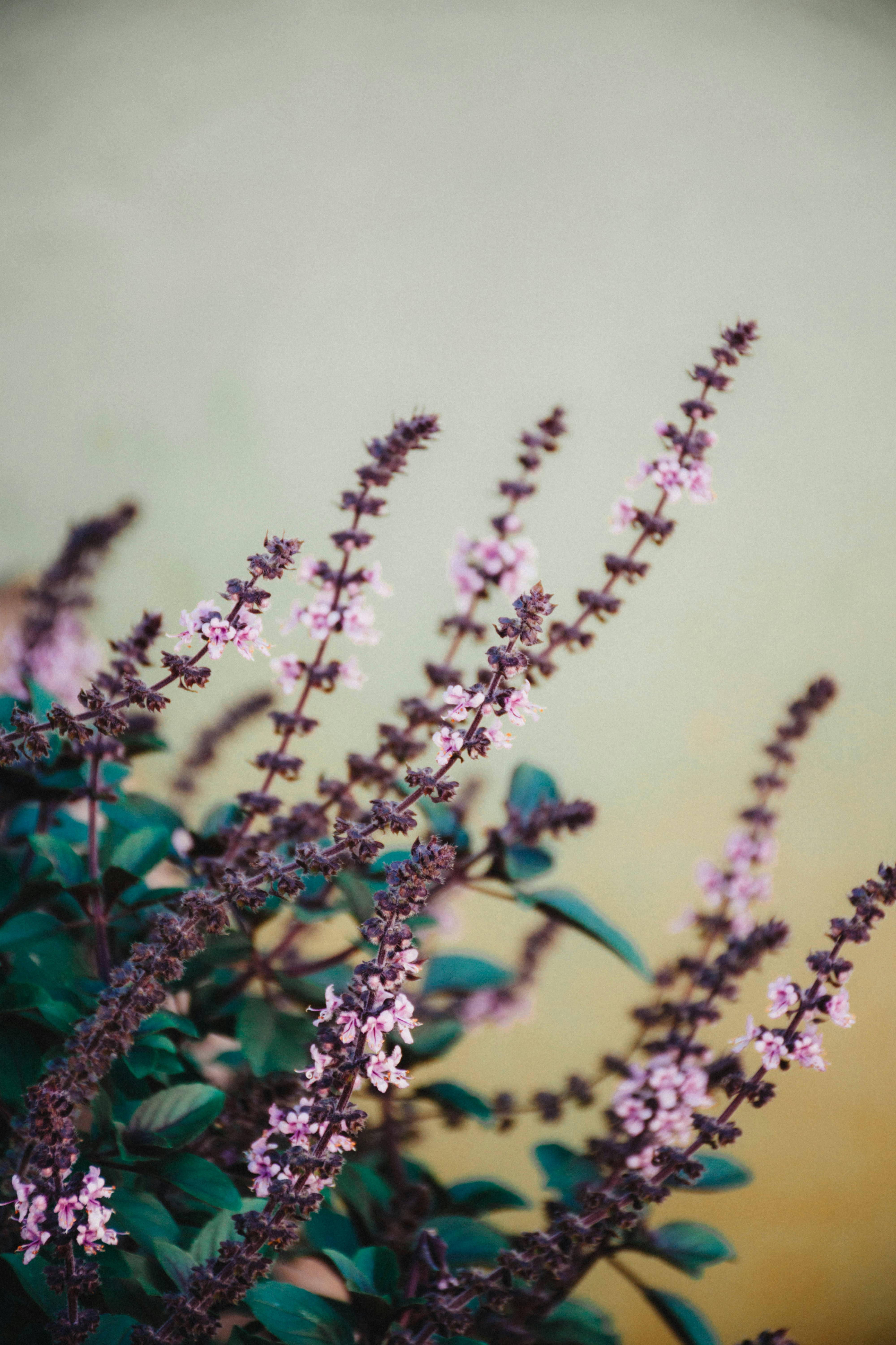 Tulsi